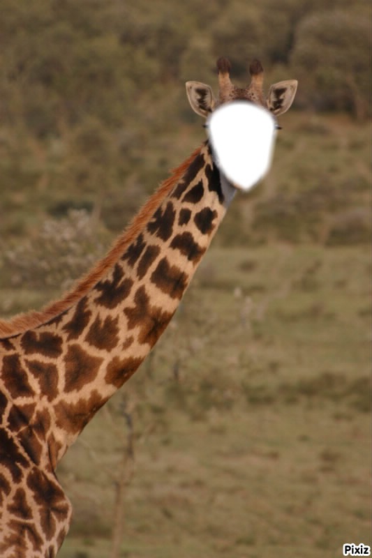 girafe Фотомонтаж