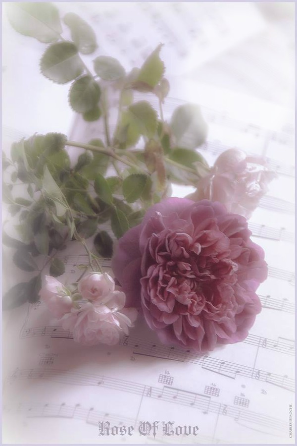 rose Fotomontagem