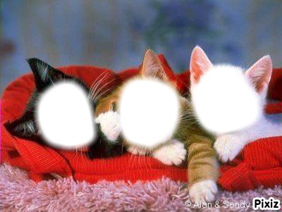 trois chatons Fotomontagem