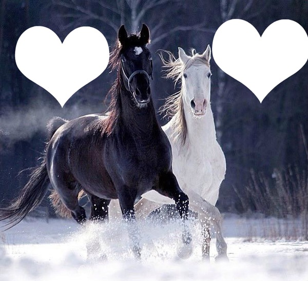 caballos romanticos Photo frame effect