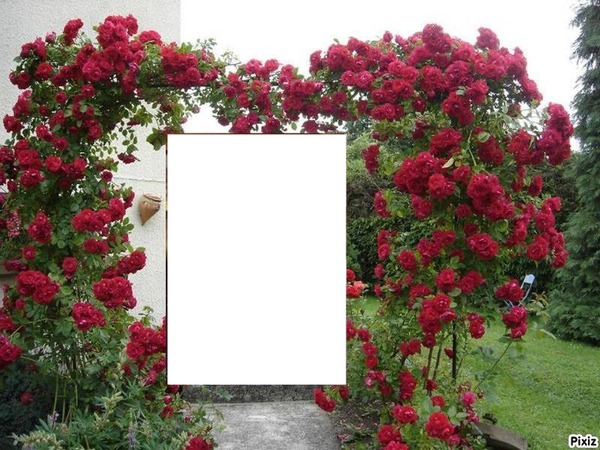 Coeur de roses Photo frame effect
