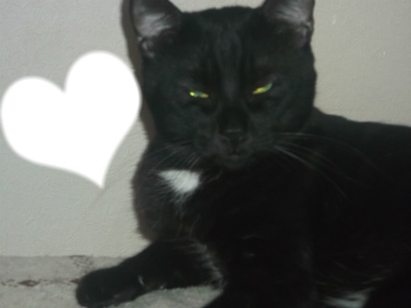 chat noir Valokuvamontaasi