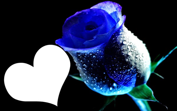 Rosa blue Montaje fotografico