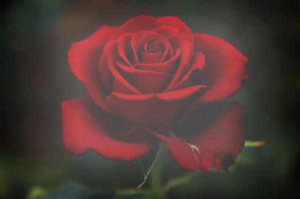 Rosa Roja Montaje fotografico