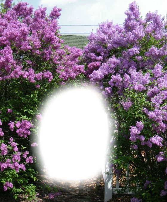 The Lilac Photo frame effect