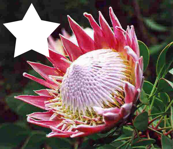 SOUTH AFRICA NATIONAL FLOWER Photo frame effect