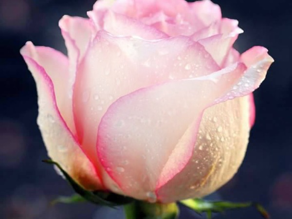 rose pink Fotomontaža