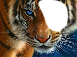 li tigre Montaje fotografico