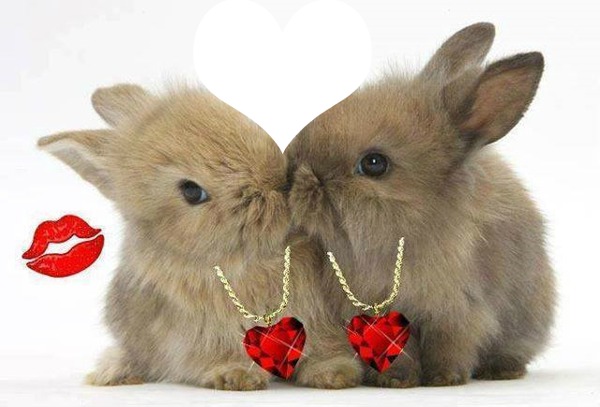 2 ptits lapins amoureux 1 photo Fotómontázs