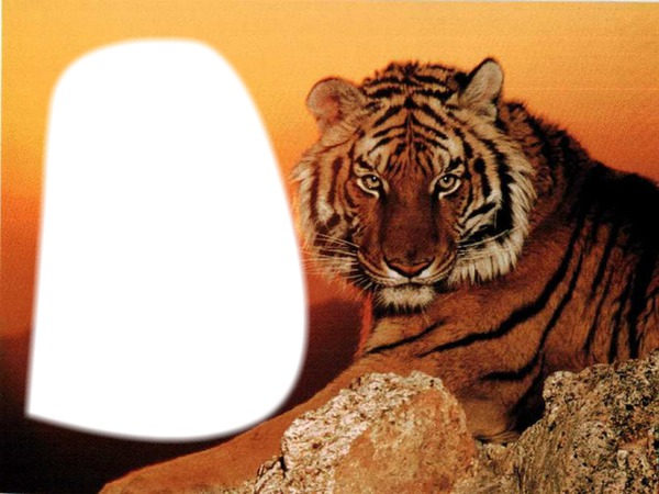 tigre Fotomontāža