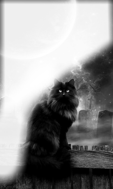 chat noir Fotomontāža