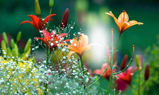 Cc bellas flores Fotomontage