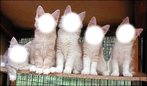 chats groupe Fotomontage