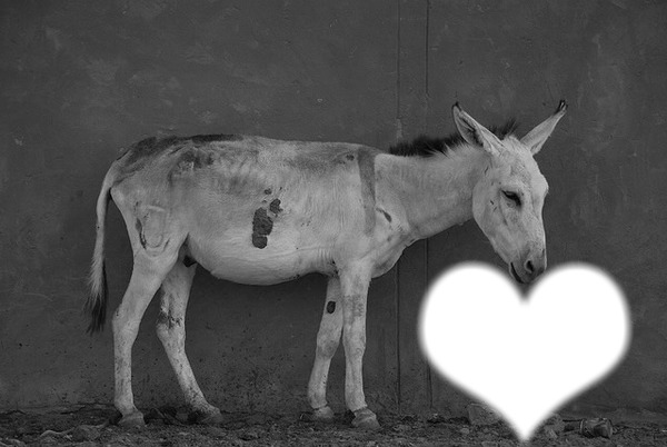 Donkey Фотомонтажа