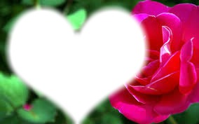 la plus belle rose Фотомонтажа