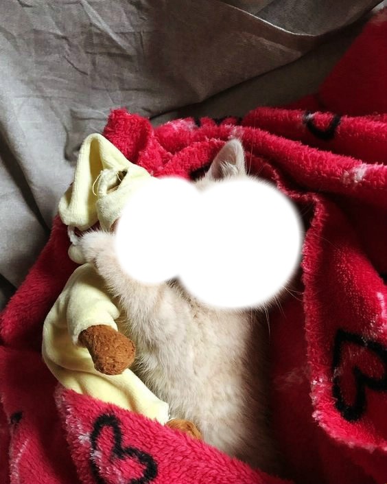 The kitten is sleeping with a toy フォトモンタージュ