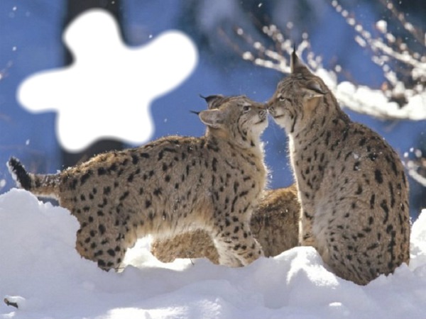Famille de Lynx Fotomontáž
