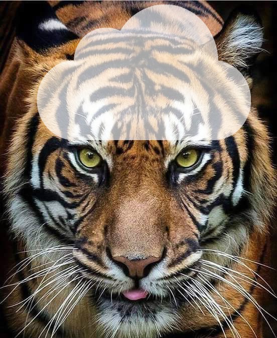 tigre Fotoğraf editörü