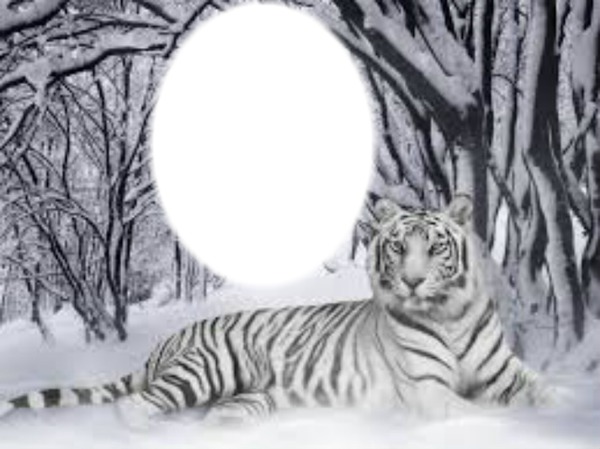 tigre blanco 1 foto Фотомонтажа