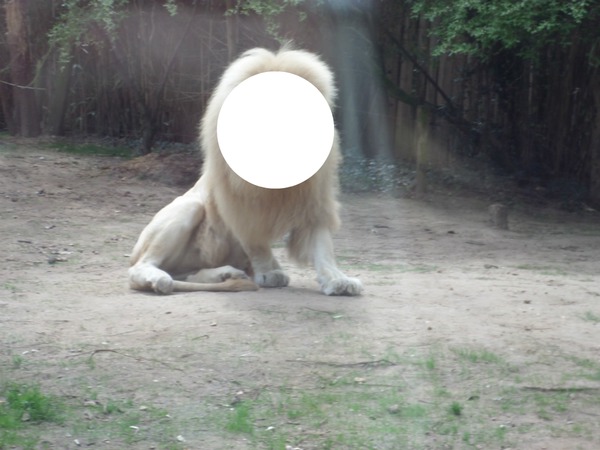 lion du zoo de la flèche♥♥♥ Photo frame effect