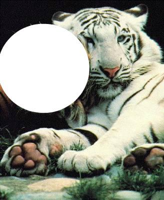calin de tigre Photomontage
