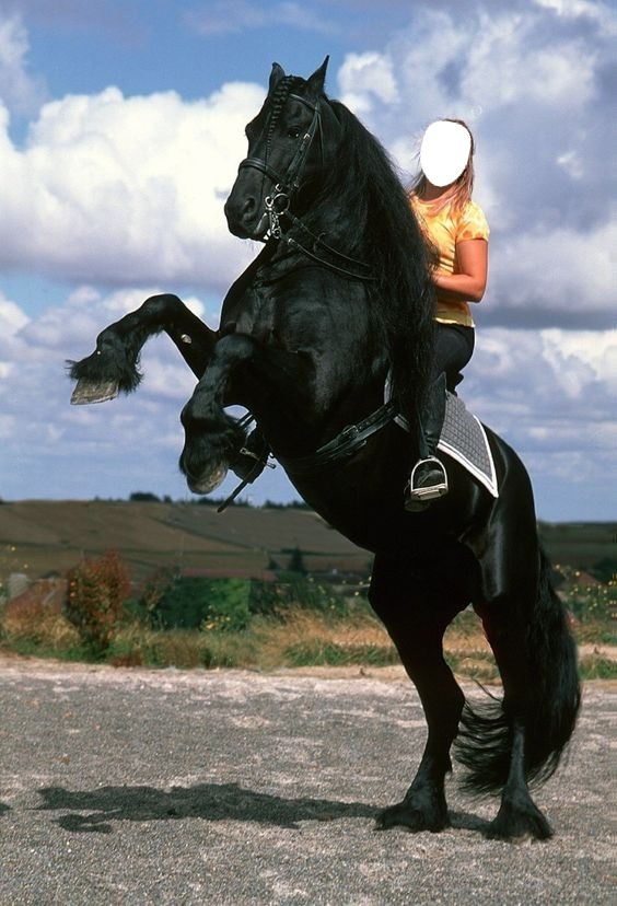 cheval Fotomontagem
