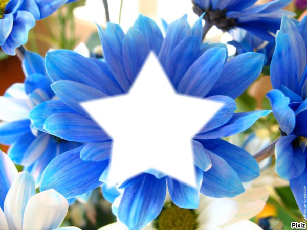 fleur bleue Montaje fotografico