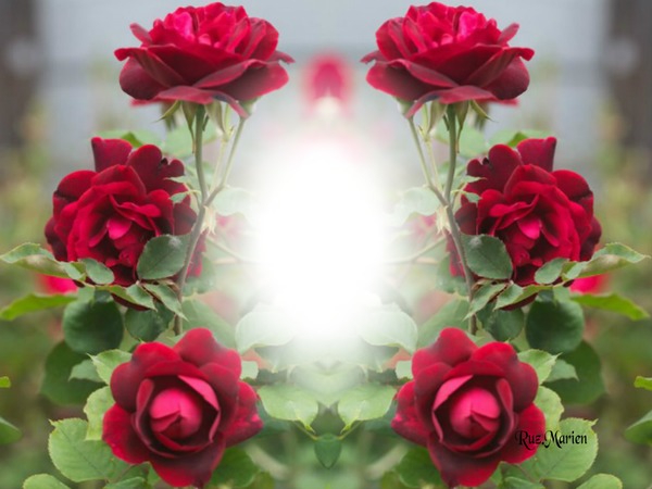 ROSAS PARA TI Photomontage