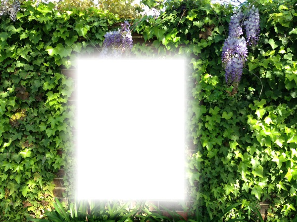 ivy door Photo frame effect