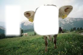Grosse vache LOL Fotomontage