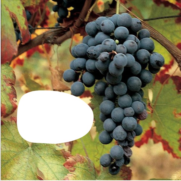 Grapes Photo frame effect