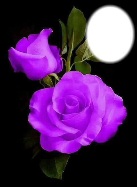 lavender roses Montaje fotografico