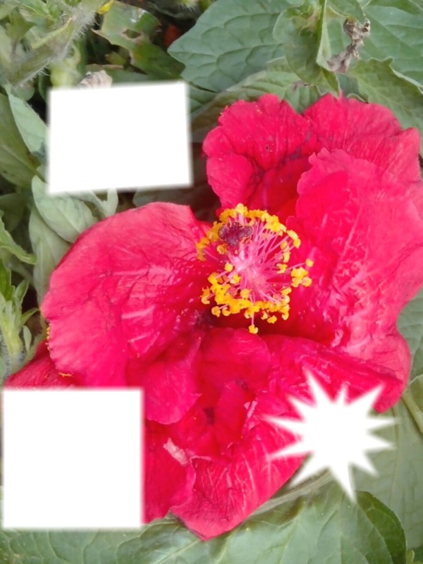 Hibiscus Rouge Photo frame effect