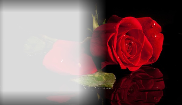 Die Rose der Liebe Fotomontaż