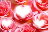 3 PINK ROSES Photo frame effect