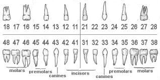 Escala dentaria femenina Фотомонтаж