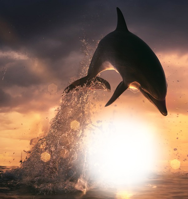 dolphin Fotomontáž