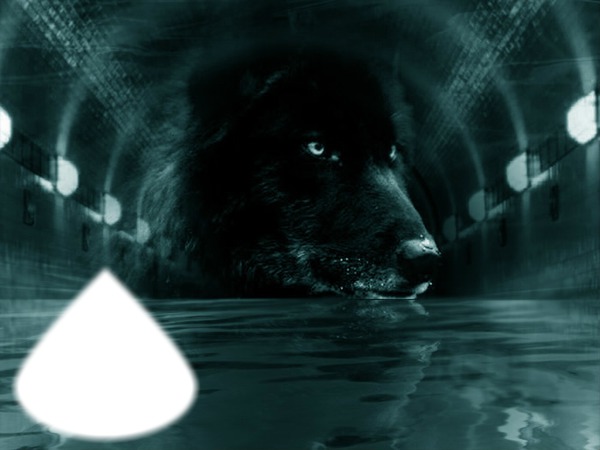 Black Wolf Fotomontasje