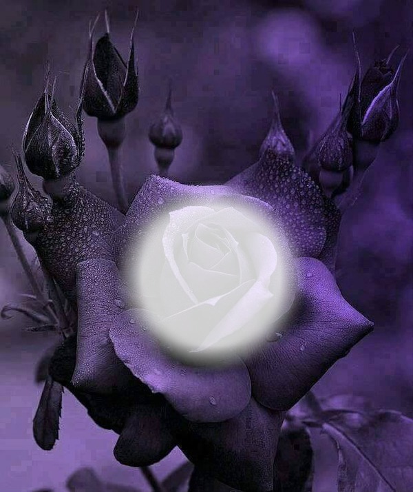 purple rose Фотомонтаж