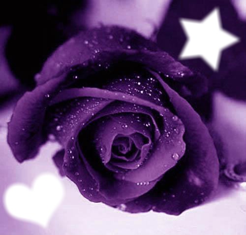 rose violette Photomontage