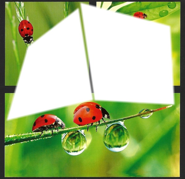 coccinelles Photo frame effect