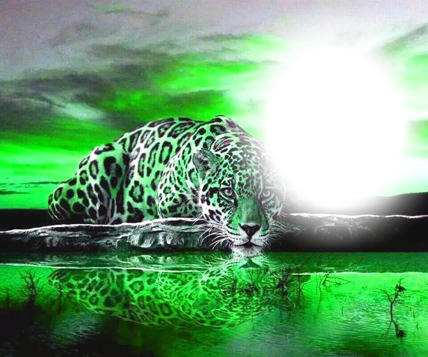 tigre fond vert Montaje fotografico