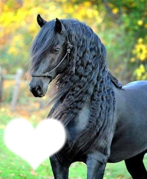 beau cheval noir Fotomontasje