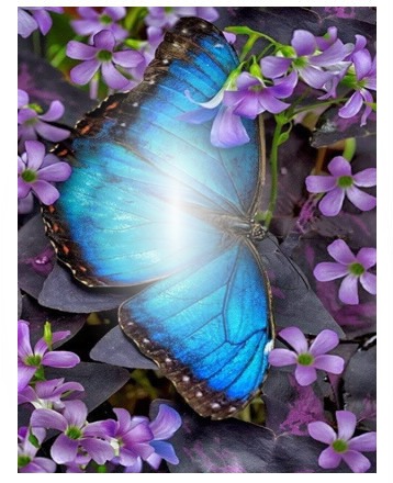 Mariposa turquesa con flores lilas Valokuvamontaasi