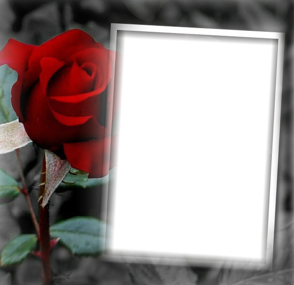 Rose rouge Fotomontaggio