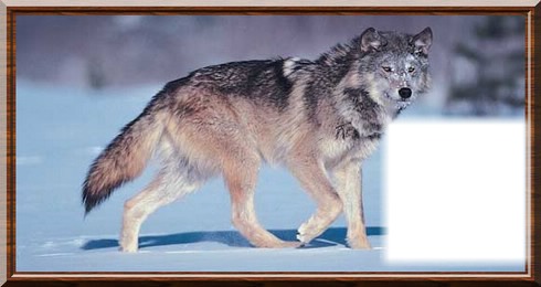 loups des neiges Fotomontasje