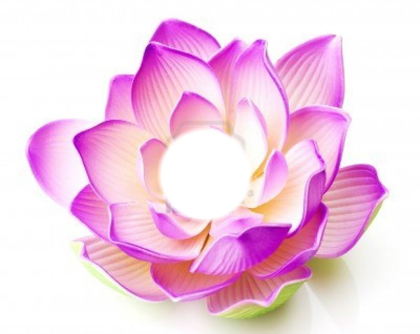 fleur (lotus) フォトモンタージュ