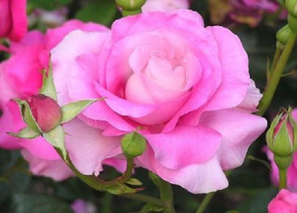 une rose Фотомонтажа