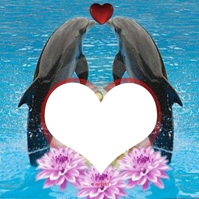 2 dauphins amoureux 1 photo Fotomontaż