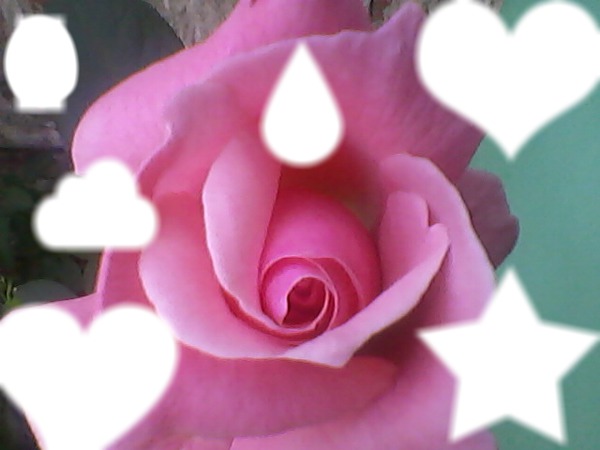 Uma Rosa coro de Rosa!!!! Montaje fotografico